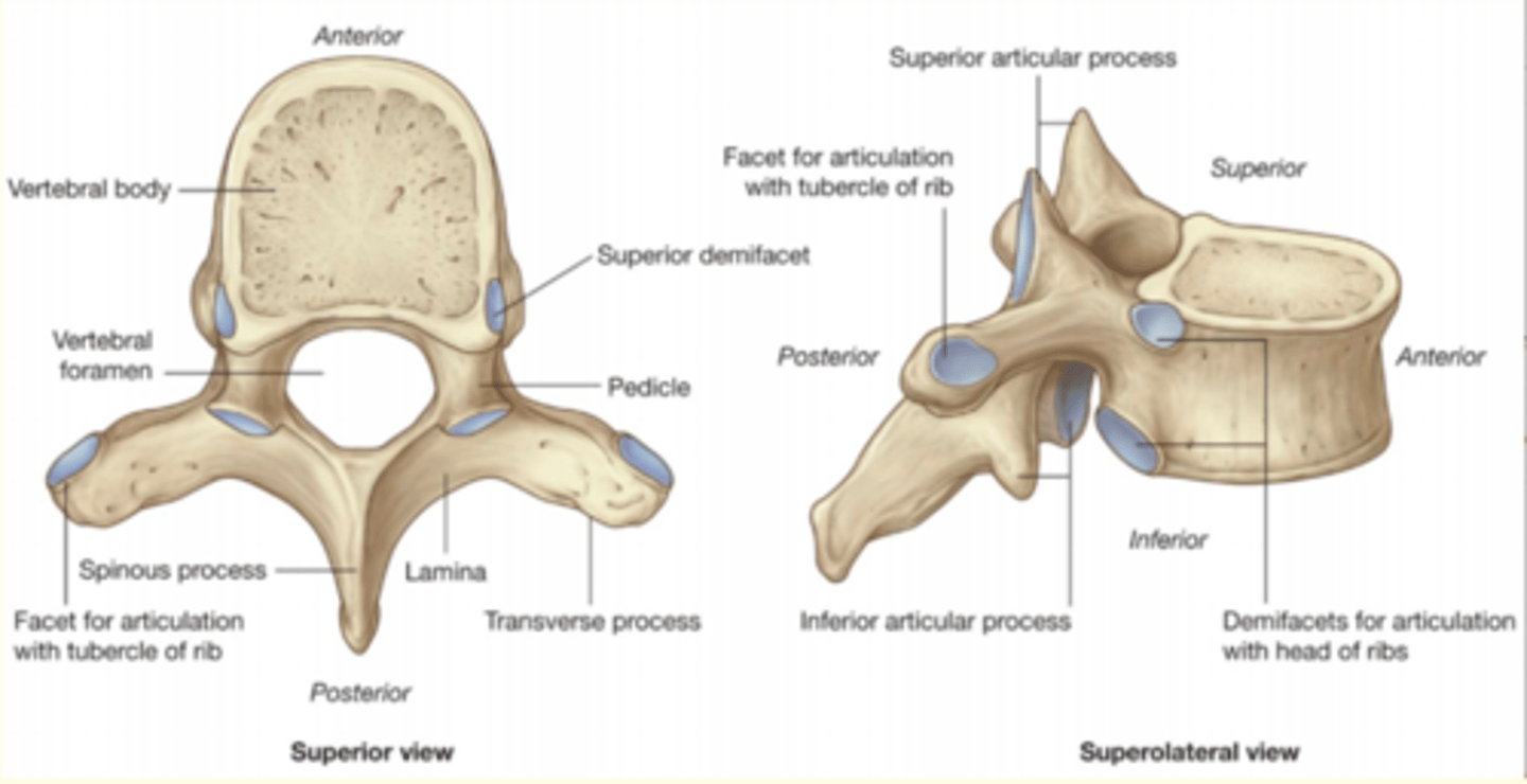 <p>Up at 7, lunch at 12, home at 5</p><p>- T1-T12</p><p>- Second set of 12 vertebrae</p><p>- They articulate with the 12 pairs of ribs</p><p>- Costal facets on side of vertebral body and transverse processes for articulation of ribs to vertebra</p><p>- Vertebral foramen is small and circular</p>