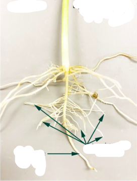 <p>Is this a monocot or eudicot root system</p>