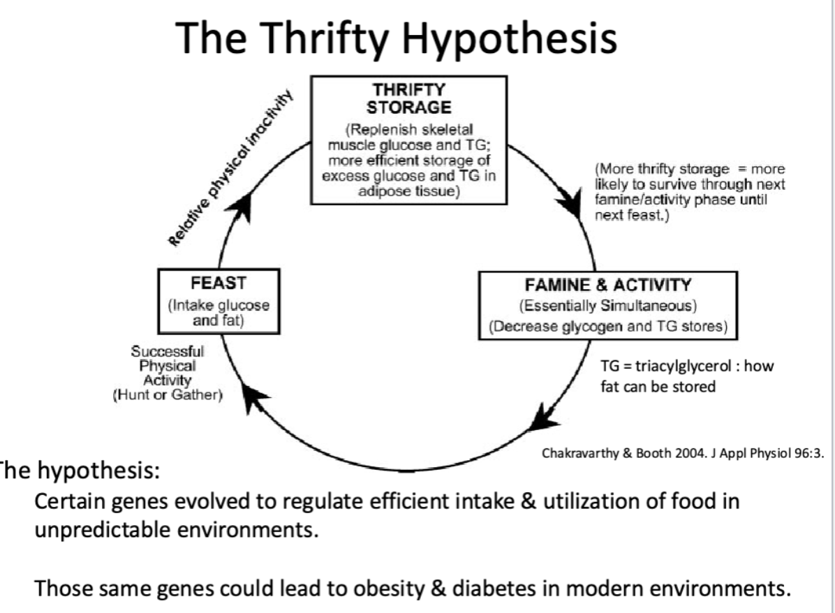 <ul><li><p><span style="font-family: &quot;Century Gothic&quot;, sans-serif">Certain genes evolved to regulate the efficient intake and utilization of food in unpredictable environments → those same genes could lead to obesity and diabetes in modern environments&nbsp;</span></p></li></ul><p></p>