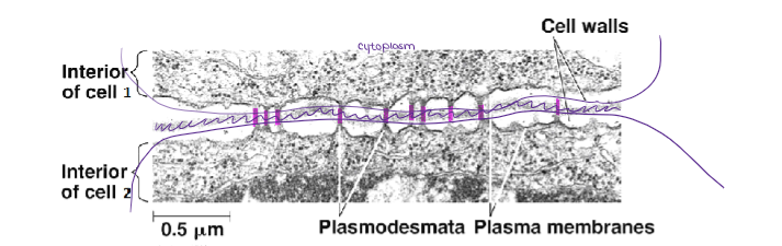 <ul><li><p>channels between adjacent plant cells that allow chemical messages and nourishment to be shared</p></li><li><p><strong><mark data-color="yellow" style="background-color: yellow; color: inherit;">**THIS IS AN IMPORTANT FORM OF COMMUNICATION FOR PLANTS**</mark></strong></p></li></ul><p></p>