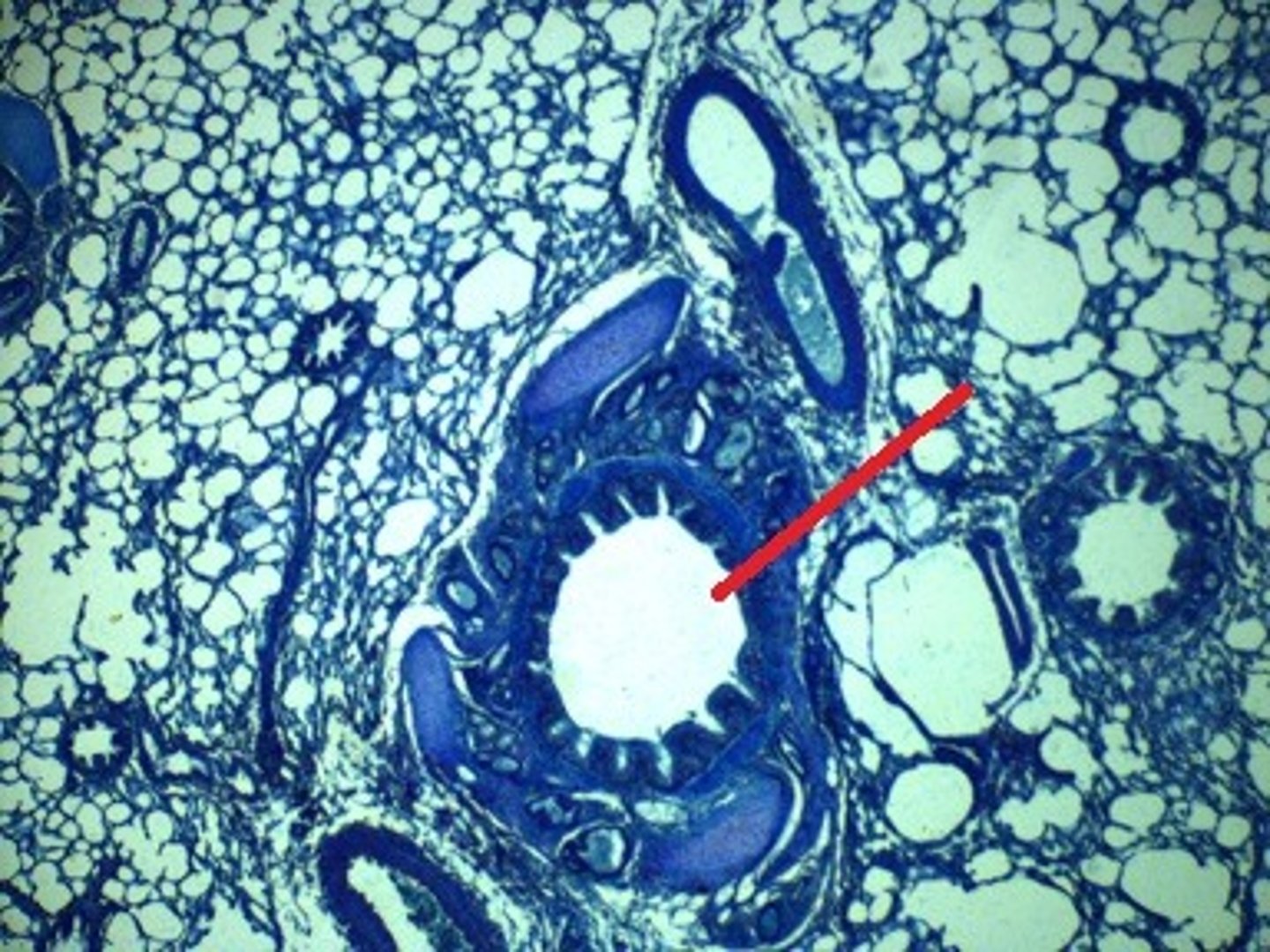 <p>structure?</p>
