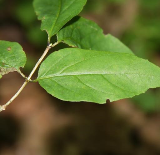 <p>American fly honeysuckle</p>