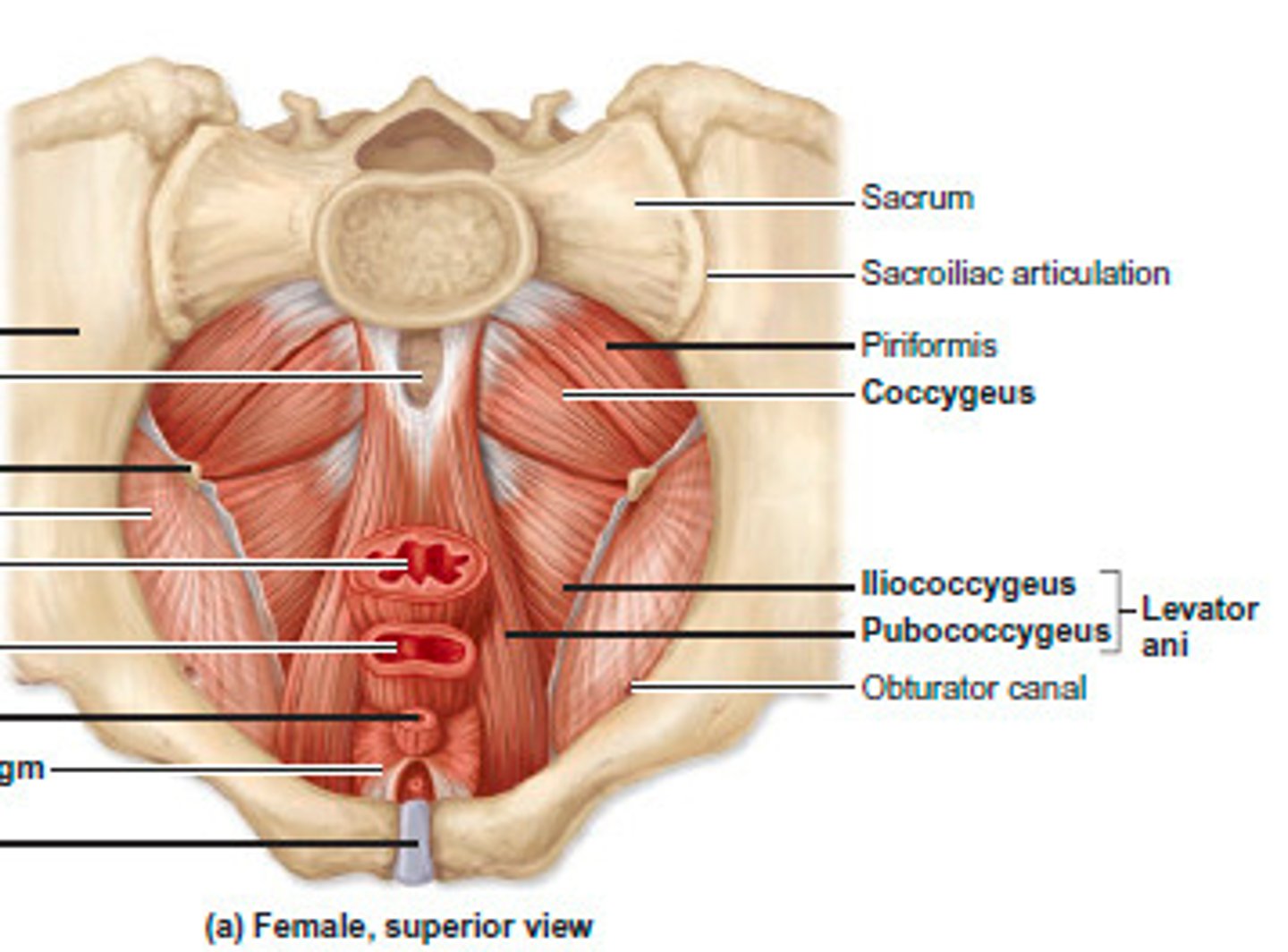 <p><span style="color: #da1818">- flexion of coccygeal joint</span></p><p><span style="color: #da1818">- elevates pelvic floor</span></p>