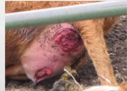 <p>What prolapse is this?</p>
