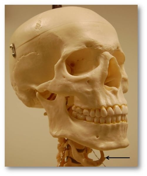 <p>bone found in the neck, does not articulate with any other bone, provides a movable base for the tongue and attachment for neck muscles for swallowing and speaking</p>