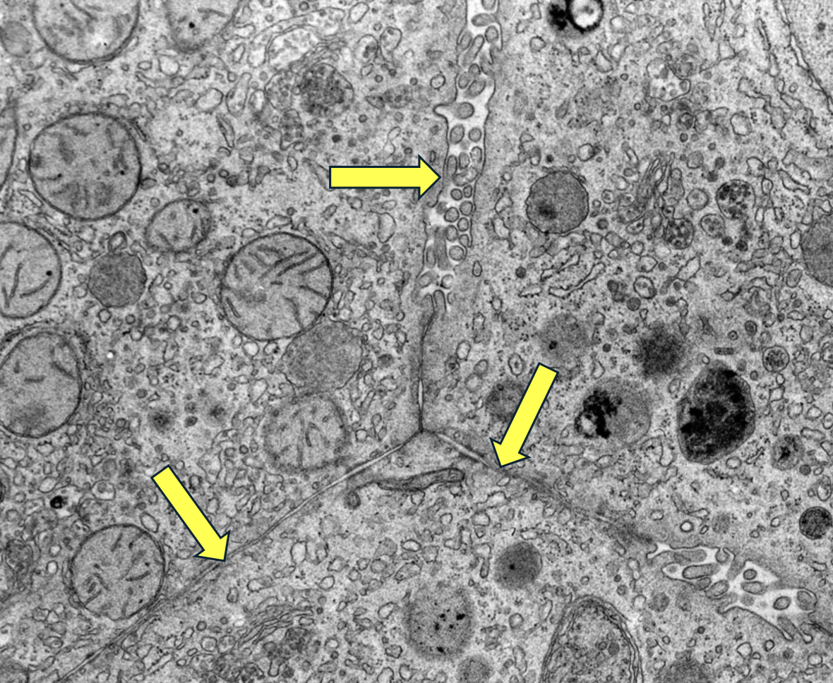 <p>ID this structure</p>