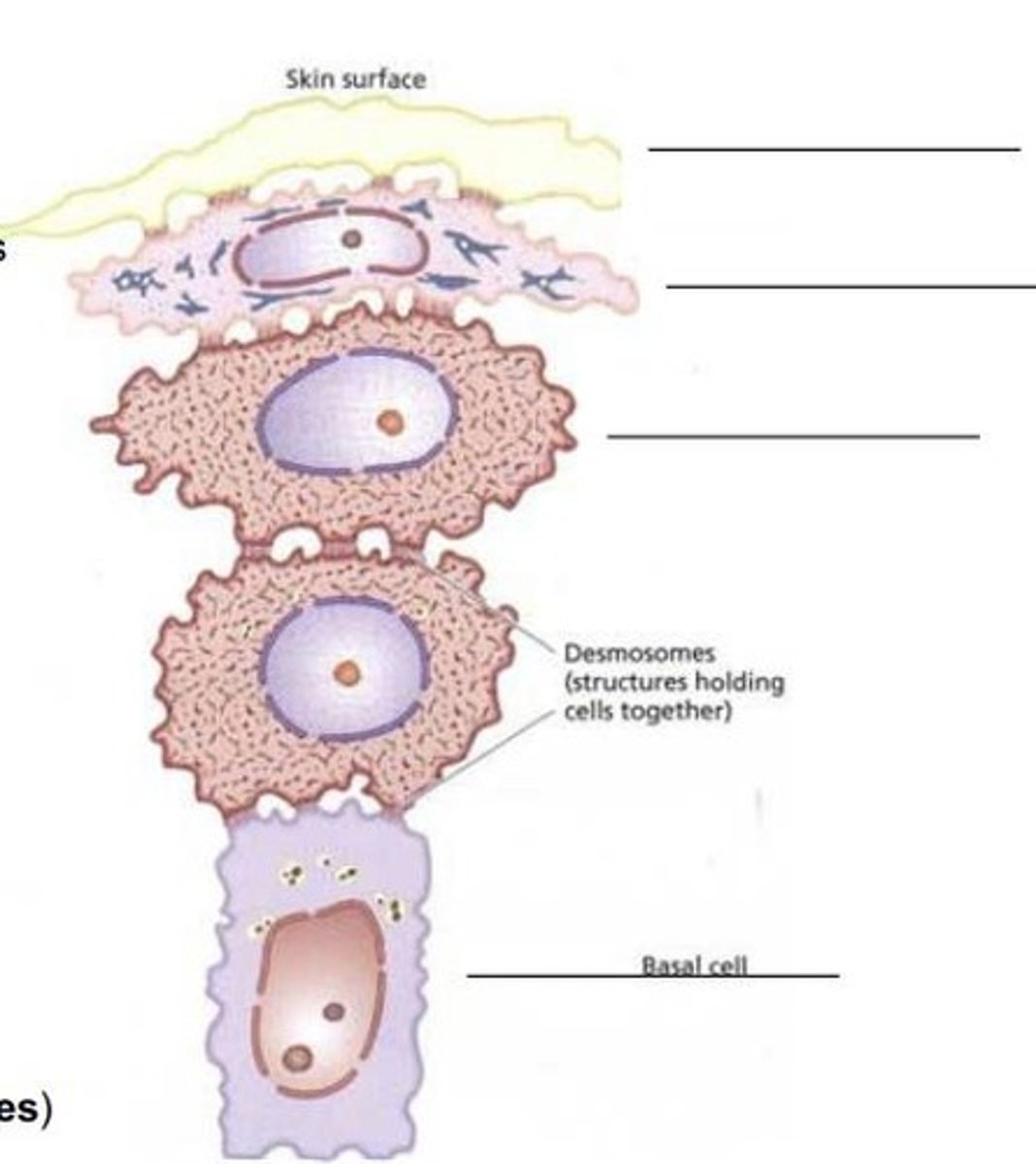 <p>Stratum corneum, stratum granulosum, stratum spinosum, stratum basale.</p>