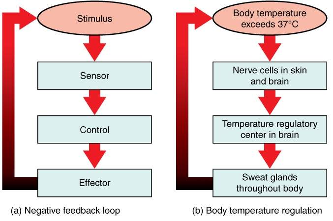 <ul><li><p>body has set point for temp (~37c) thats tightly controlled thru sensory info received from peripheral tissues</p></li><li><p>when temp rises due to exercise for ex,</p></li><li><p>regions in hypothalamus detects this change and initiates mechanisms to return temp to set point</p></li><li><p>mechanisms incluse sweating and vasodilation in blood vessels closer to skin to promote heat loss</p></li><li><p>which return temp to normal</p></li></ul><p></p>