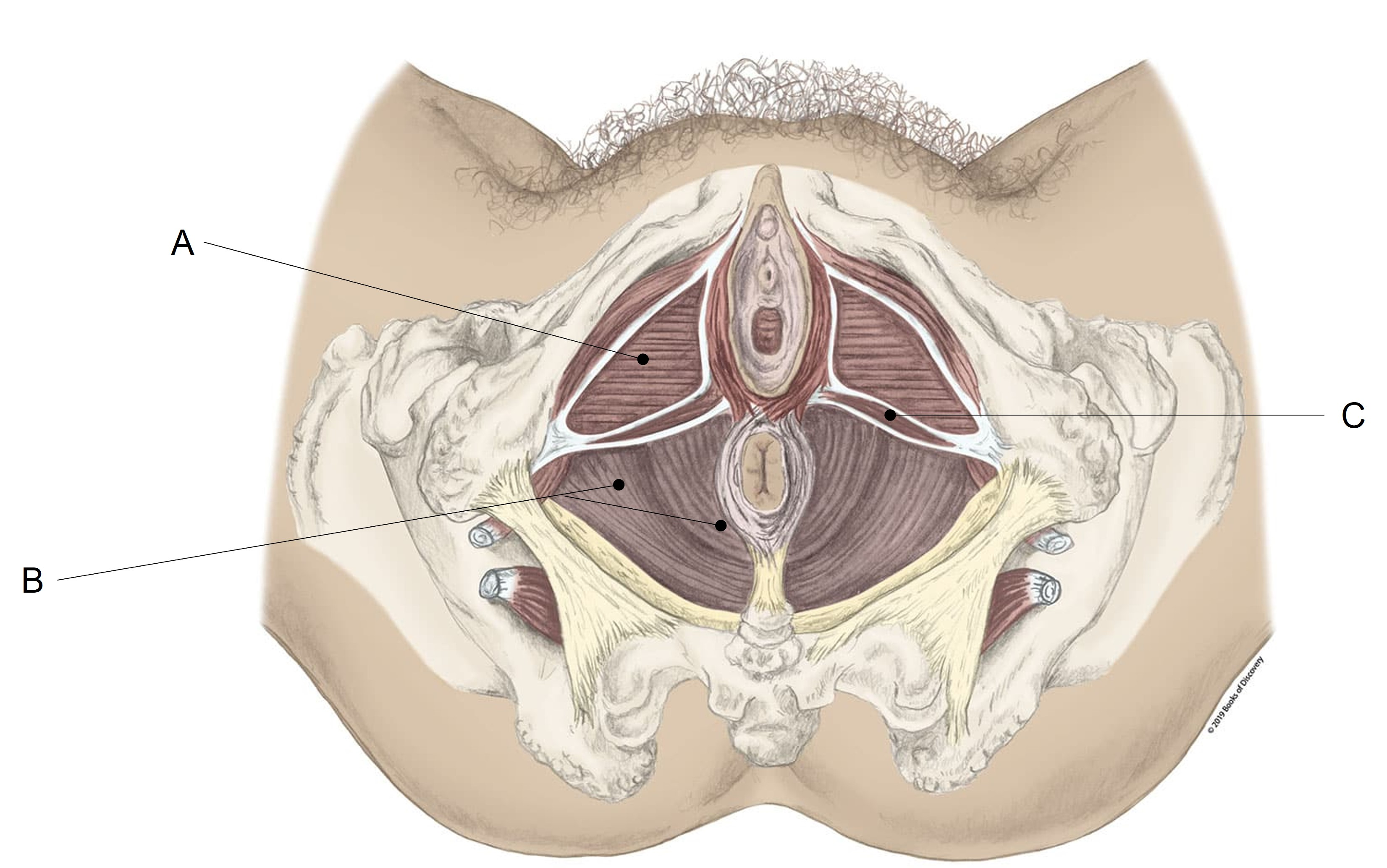 <p>Match the LETTER (A-C) with the anatomical structure it is labelling. What is A? </p><p><span><span>A) Superior transverse perineal</span></span></p><p><span><span>B) Levator ani</span></span></p><p><span><span>C) Deep transverse perineal</span></span></p>