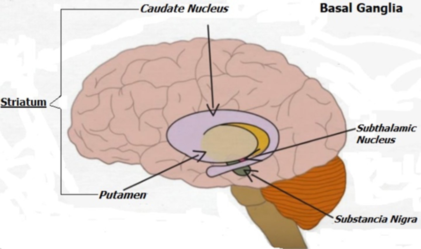 <p>1) ciało prążkowane (jądro soczewkowate + jądro ogoniaste) w kresomózgowiu</p><p>2) jądro niskowzgórzowe w międzymózgowiu</p><p>3) istota czarna w śródmózgowiu</p>