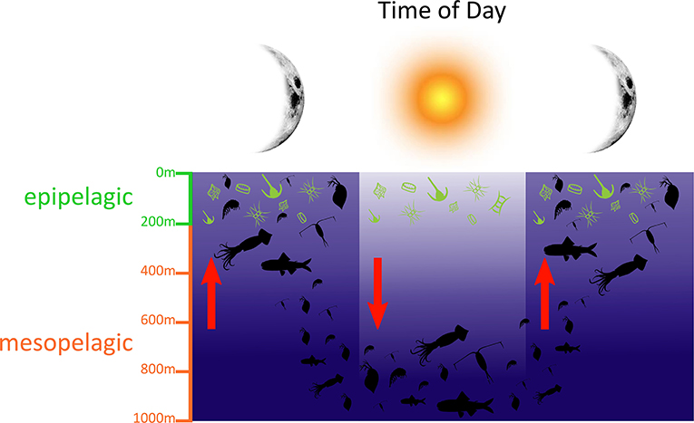 <p>The <strong>upward migration</strong> of organisms towards the surface <strong>at night</strong>, and a <strong>downward movement</strong> to deeper waters in the <strong>daytime</strong><span><strong>.</strong></span></p>