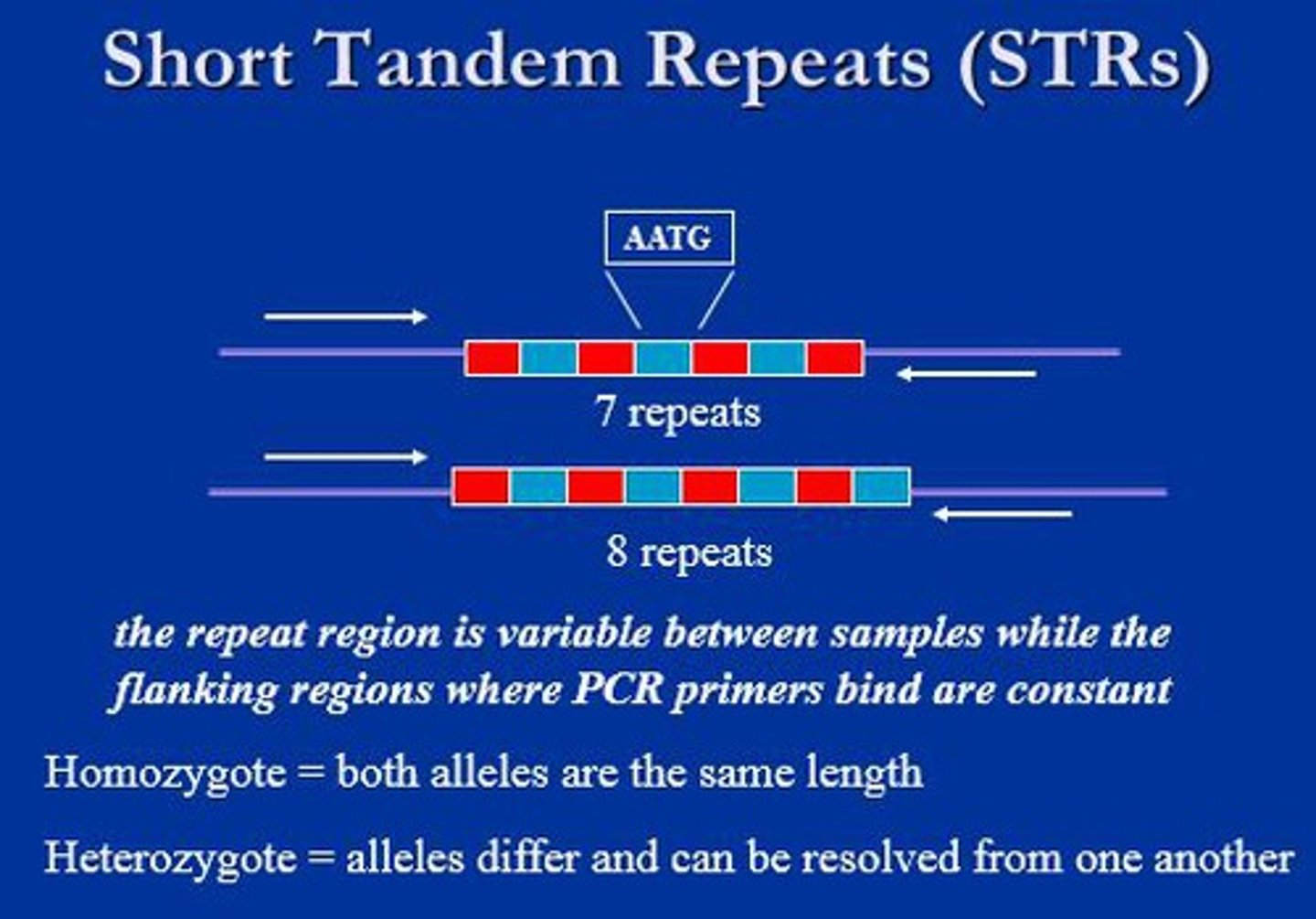 <p>Microsatellites; used for DNA fingerprinting by amplifying the STRs and comparing the DIFFERENCES(POLYMORPHISM) in STRs between individuals</p>