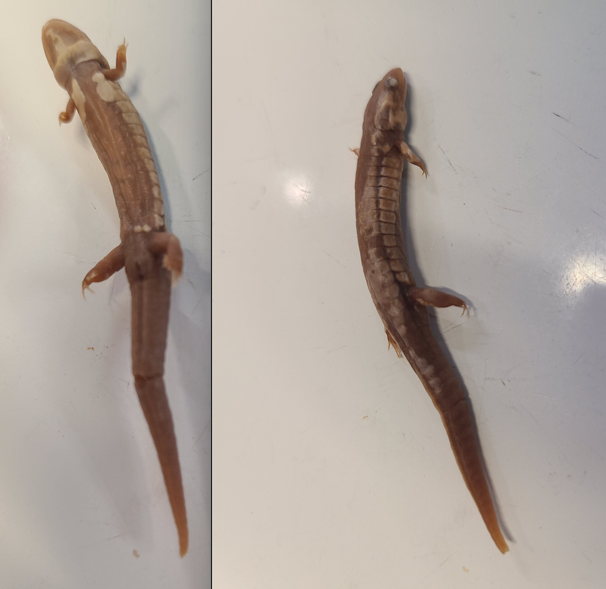 <p>Order and Family of Desmognathus auriculatus</p>