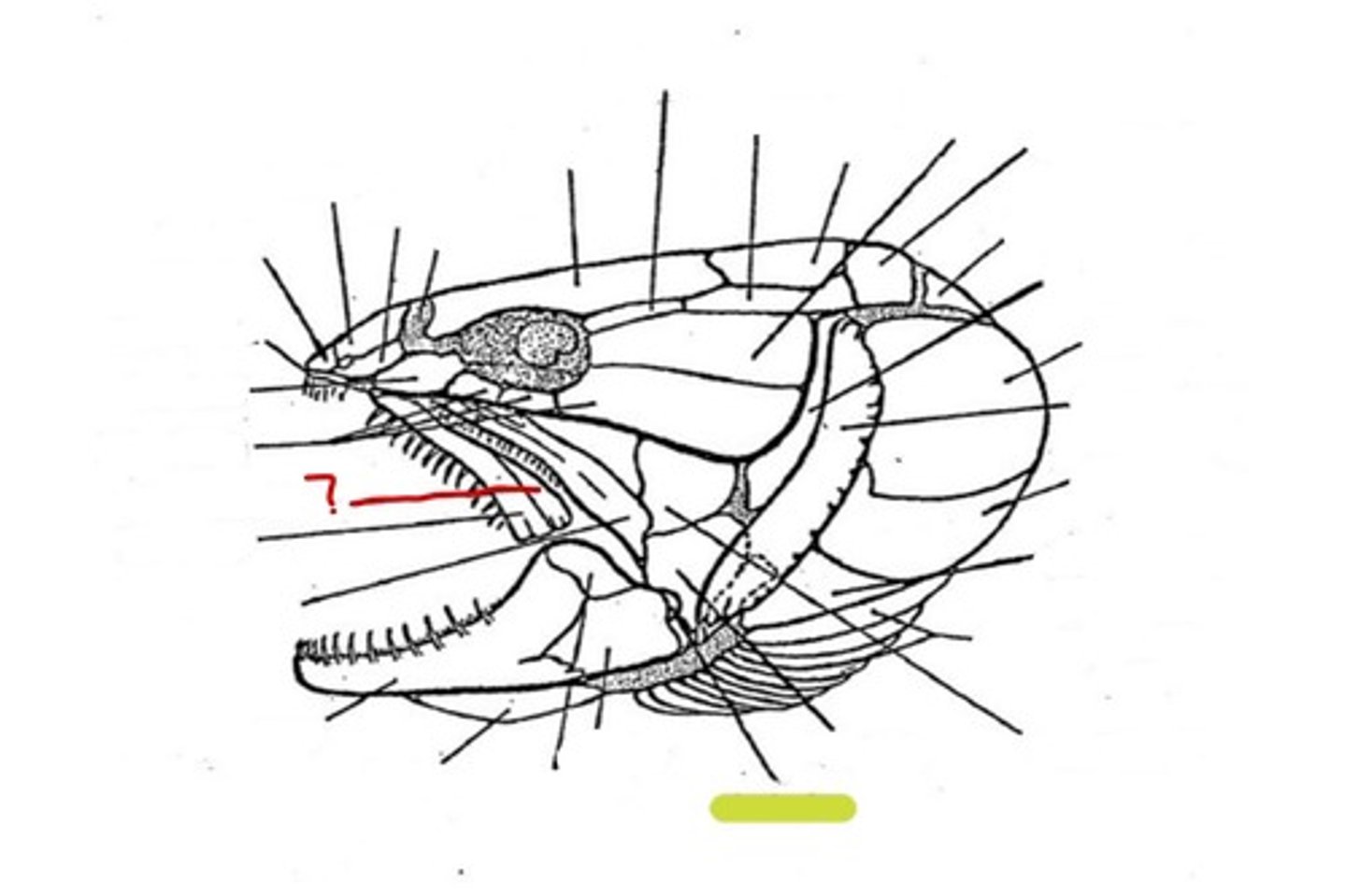 <p>What bone is this</p>