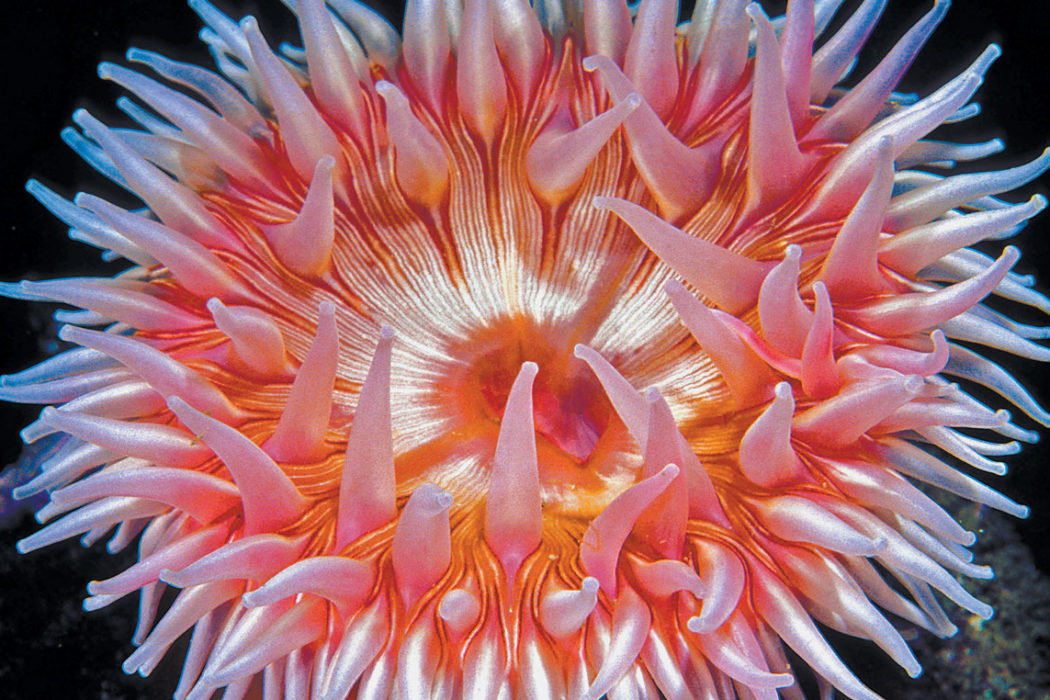 <p>where nemo lives duh, lots of tentacles in cluster</p>