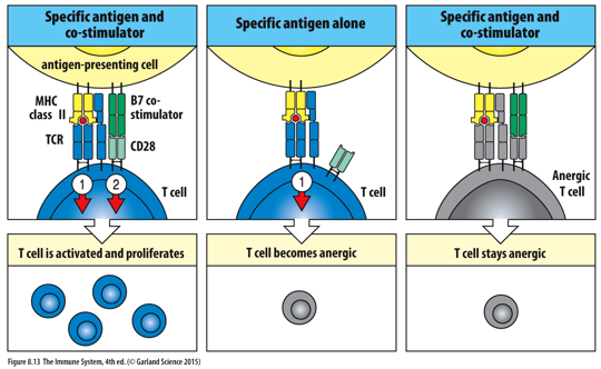 <p>T-cell anergy; did not receive the necessary co-stimulatory signals during its activation</p>