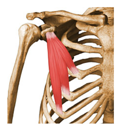 pectoralis minor

**Action**: …. the scapula by drawing it inferiorly and anteriorly against thoracic wall