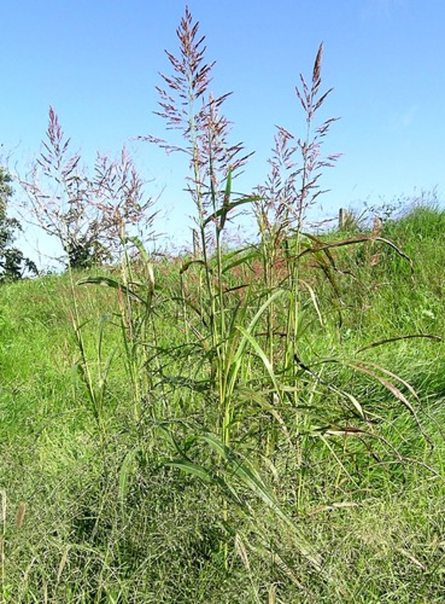 <p>exotic<br>grass<br>seed heads-black bear and deer<br>seeds- eastern wild turkeys</p>