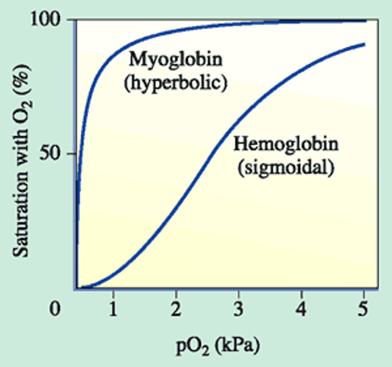 <p>A protein that holds a reserve supply of oxygen in muscle cells</p><p>-High affinity of oxygen even at low reserves</p>