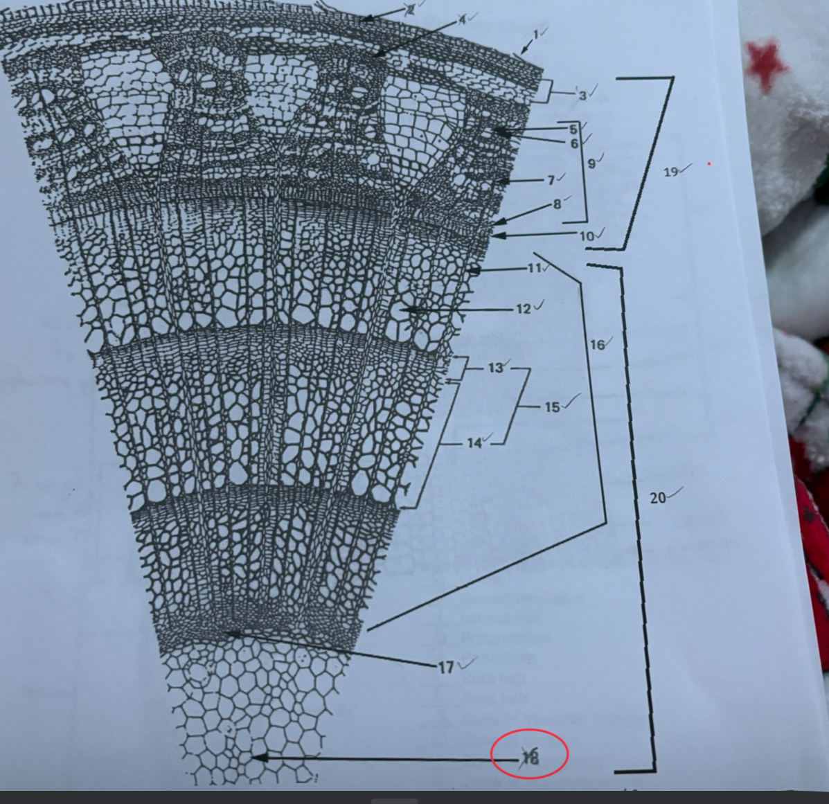knowt flashcard image