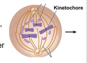 <ol><li><p>Nuclear envelope breaks down</p></li><li><p>spindle fibers attach to kinetochores anchoring sister chromatids to poles</p></li><li><p>chromosomes move toward the center of the cell</p></li></ol><p></p>
