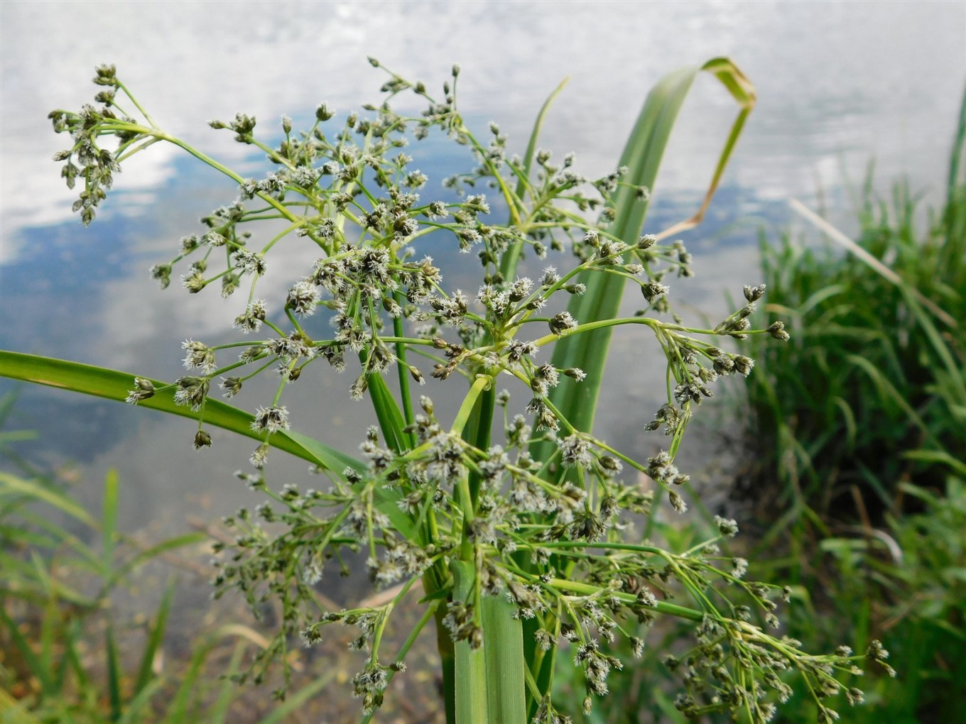 <p>Bosbies, Scirpus sylvaticus</p>