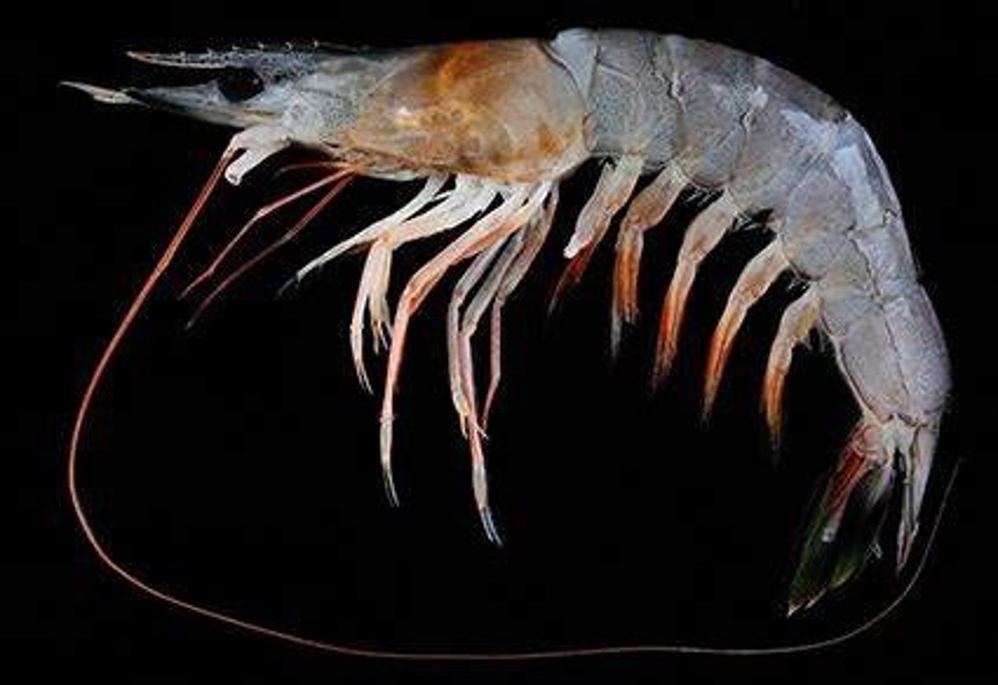 <p>What Phylum, Subphylum, Class, and Order is this animal in? What is its common name?</p>
