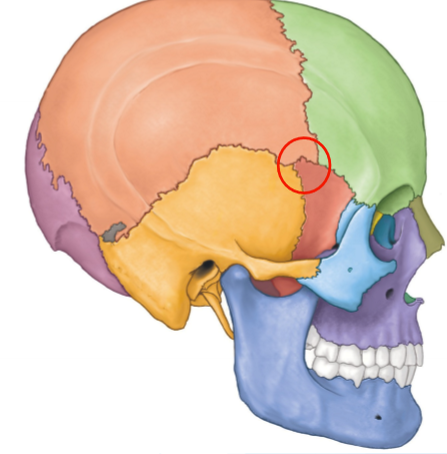 <p>What region is this? </p>