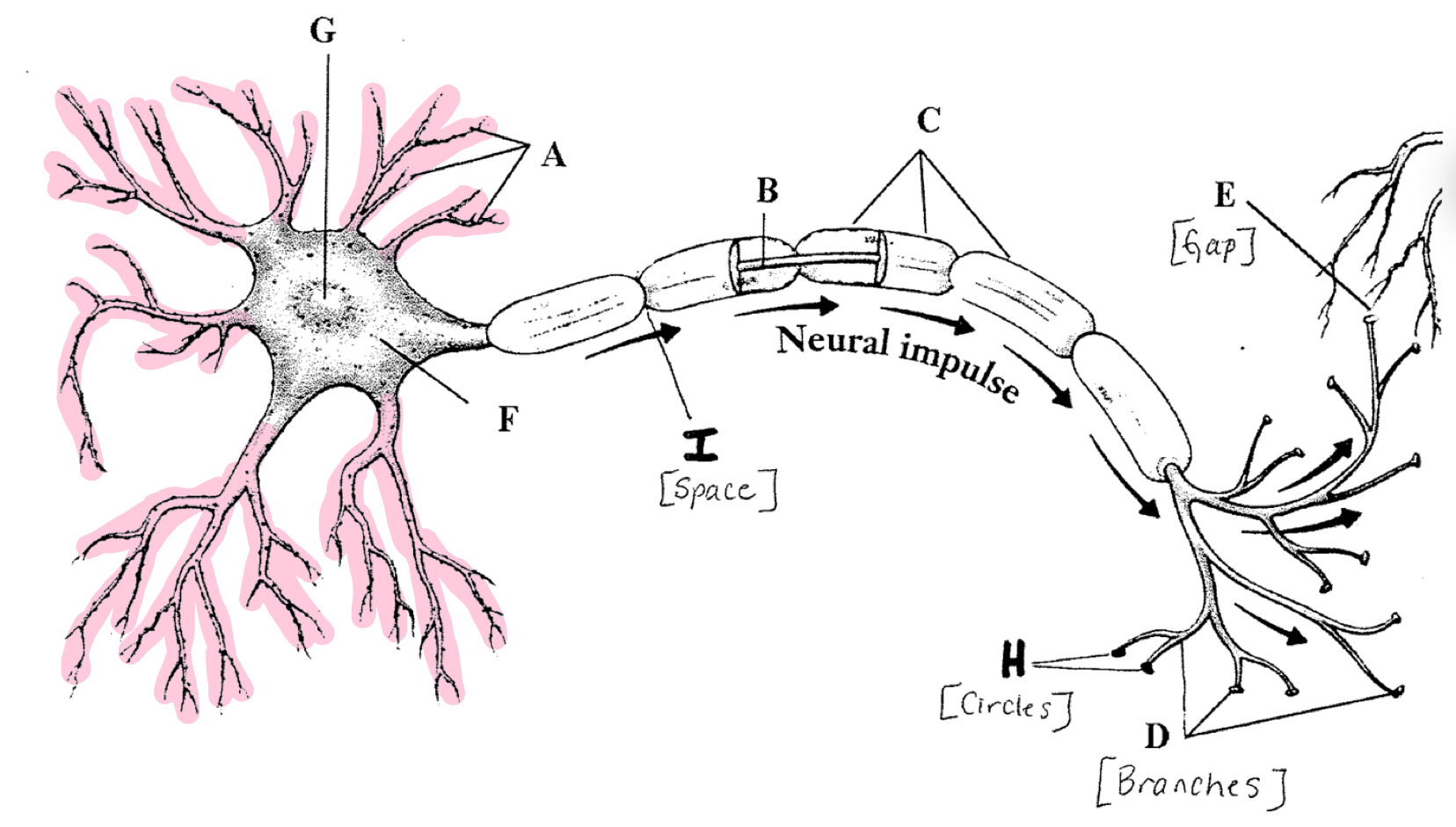 <p>Receive chemical messages and carry them to the cell body (soma)</p>