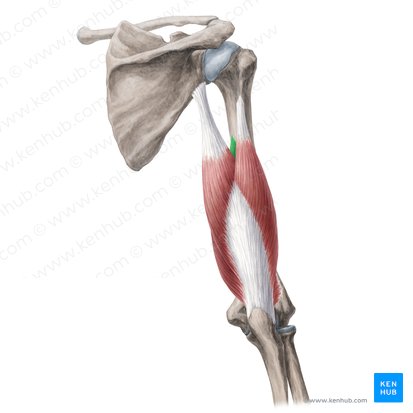 olecranon process of ulna
