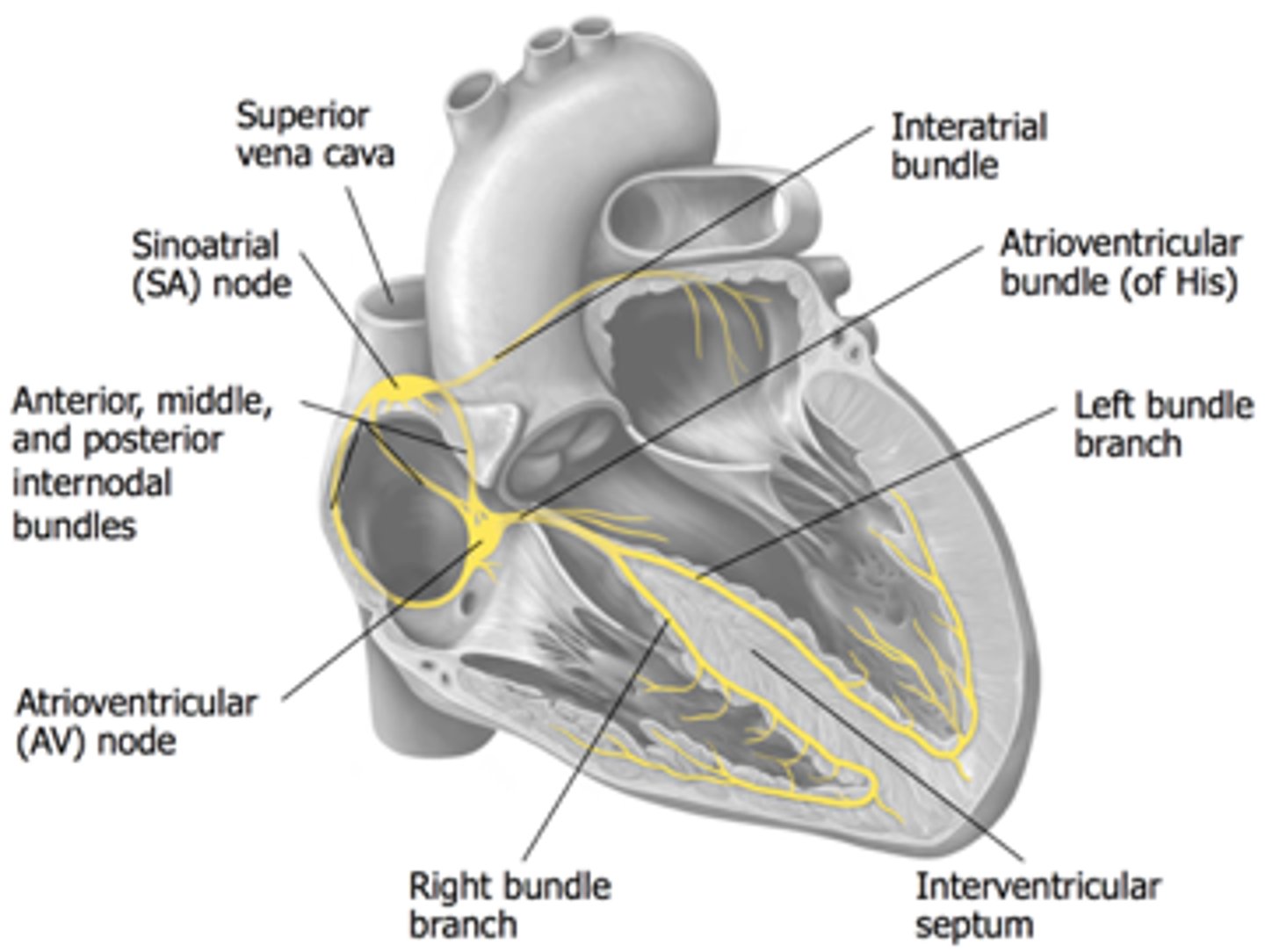 <p>region of the heart between the right atrium and right ventricle from which electrical impulses spread to the ventricles during a heartbeat</p>