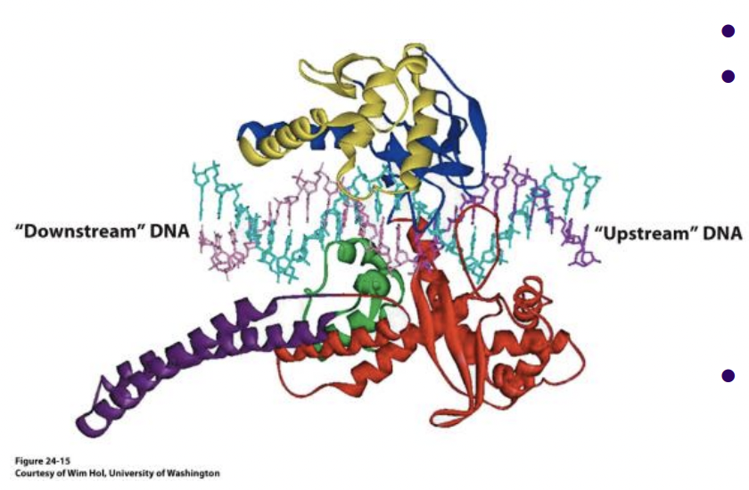 Topoisomerase I (E.coli) 