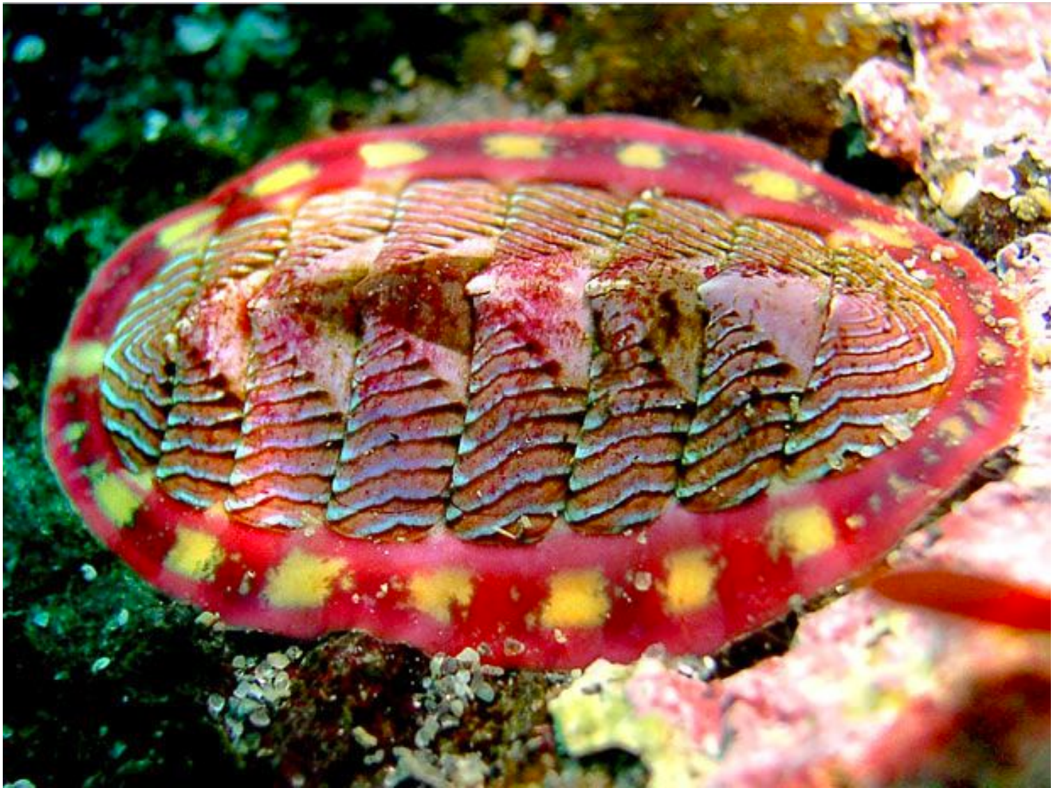 <p>Lined Chiton</p>