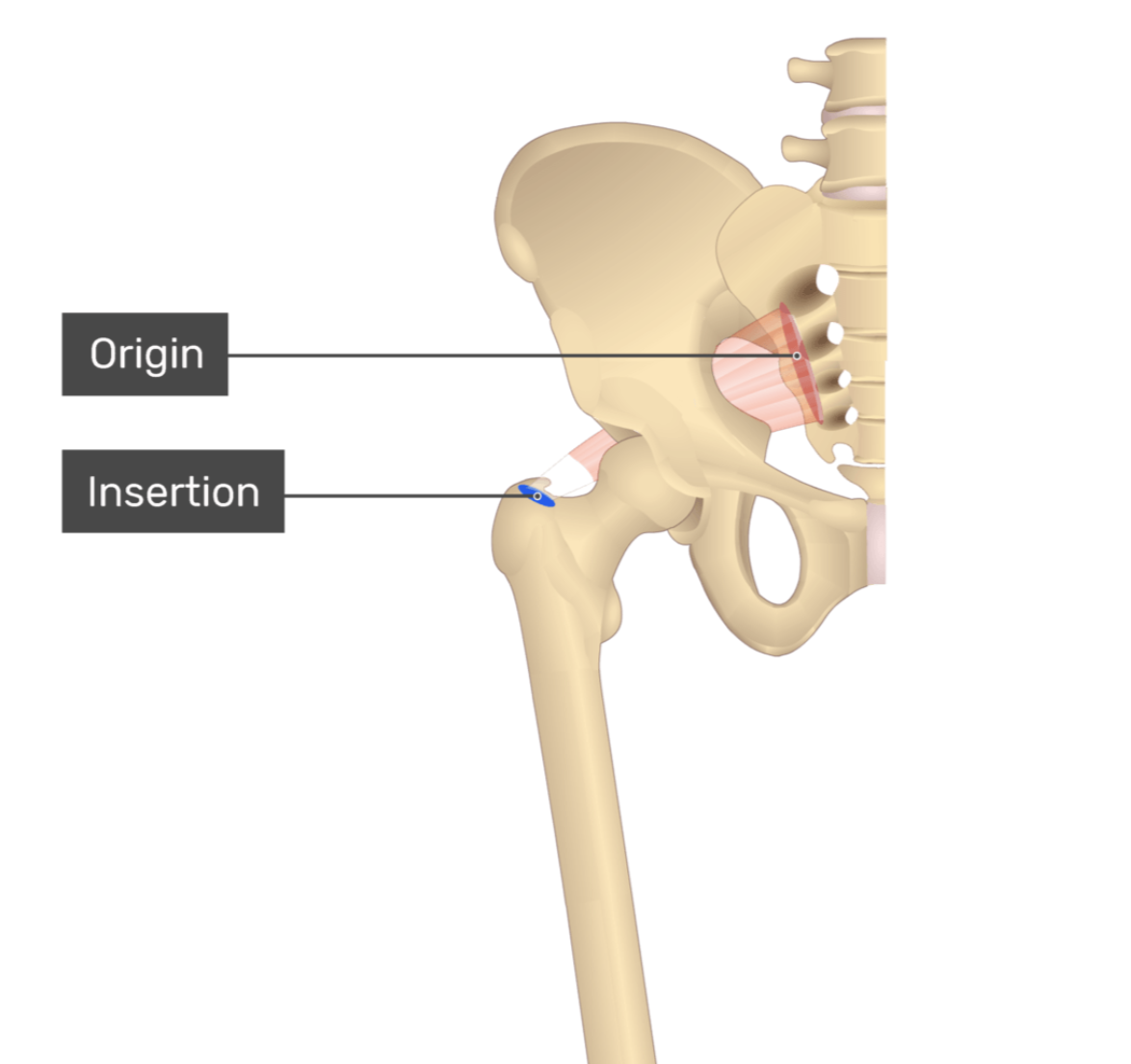 <p>piriformis</p>