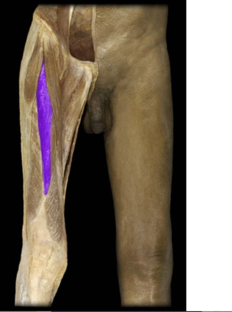 <p><em>Quadriceps muscle, table 5,7</em></p>