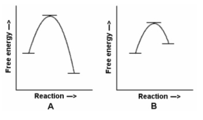 <p>In the reaction energy diagrams shown, reaction B is ________, and it occurs ________ reaction B.</p>