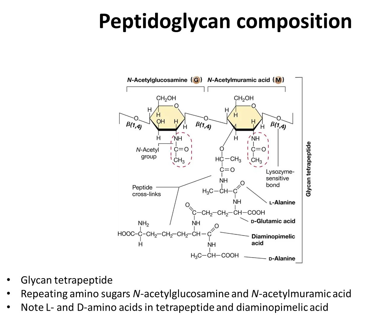 <ul><li><p>the sugar backbone is composed of <strong>alternating </strong>monomers of <strong>N-acetylglucosamine and N-acetylmuramic acid </strong>(modified glucose residues) joined by a beta-1,4 linkage</p></li><li><p>a short <strong>peptide side chain </strong>is attached to<strong> N-acetylmuramic acid</strong>- the amino acids vary between species</p></li><li><p>strands of peptidoglycan <strong>cross-link</strong> by <strong>peptide </strong>bonds&nbsp;between the amino acids in these peptide side chains</p></li></ul><p></p>