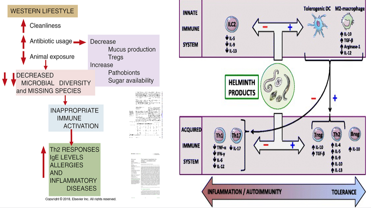 <p>The basis for helminth-based therapies in autoimmune diseases</p><p>Increase in allergic or autoimmune diseases due to reduced exposure to infections (debatable) </p><p>The hygiene hypothesis postulates that a reduction in the frequency of infections contributes directly to the increase in the frequency of autoimmune and allergic diseases</p>