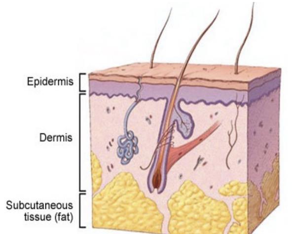 <p>Skin Structure</p>