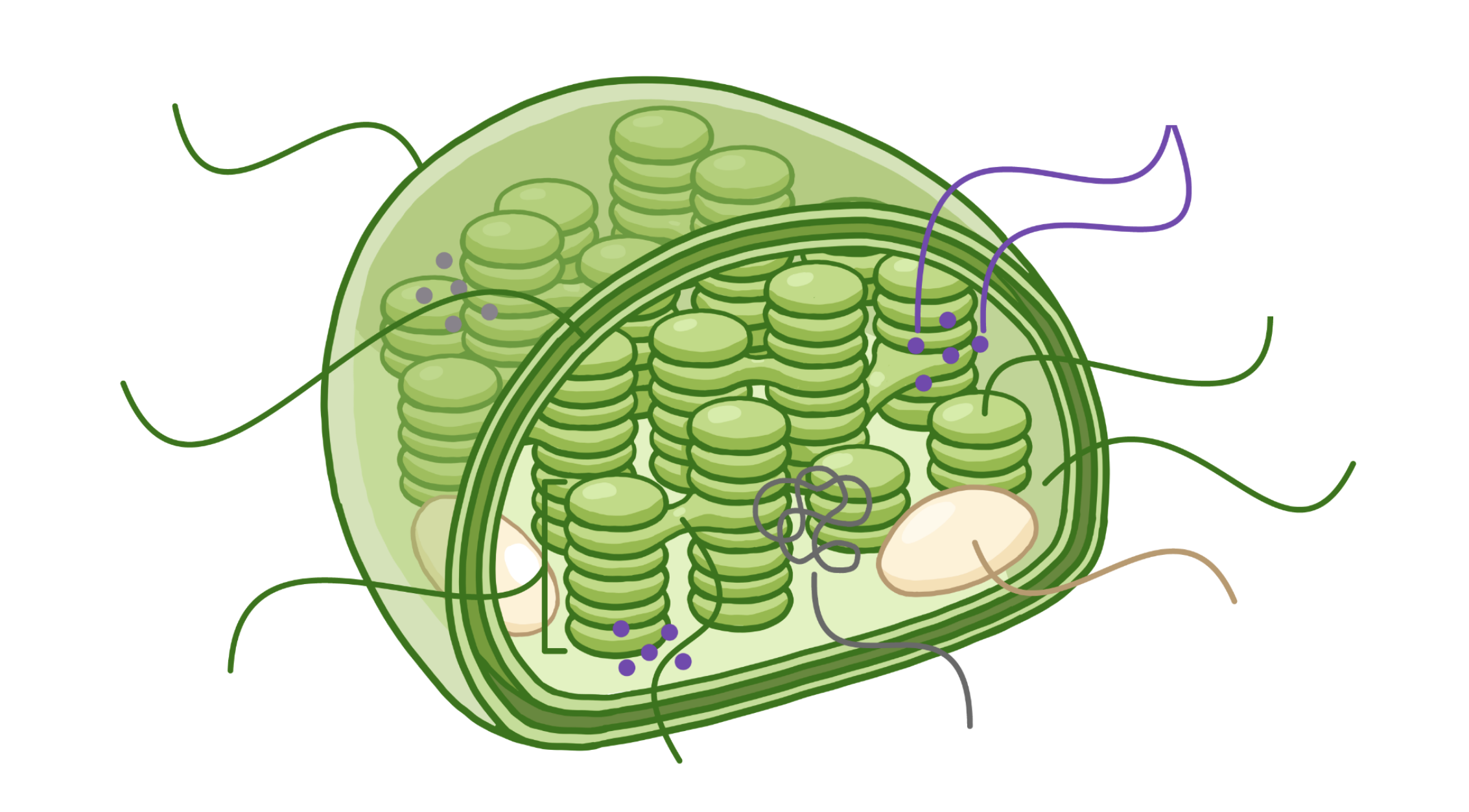 <p>Label the diagram</p>