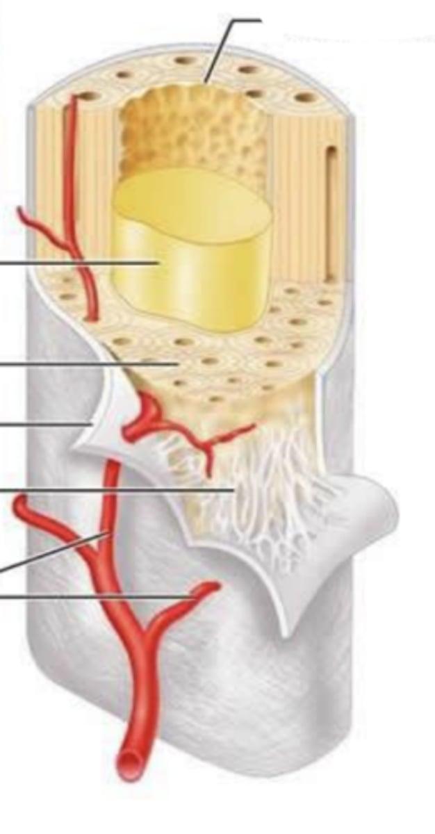 <p>_____ bone surrounds the central canal with bone marrow</p>