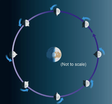 <p>Synchronous rotation: the Moon rotates exactly once with each orbit</p>
