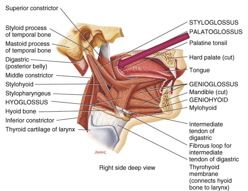 <p>innervation: CN X (pharyngeal branch)</p><p>action: elevates posterior part of tongue, depresses soft palate</p>