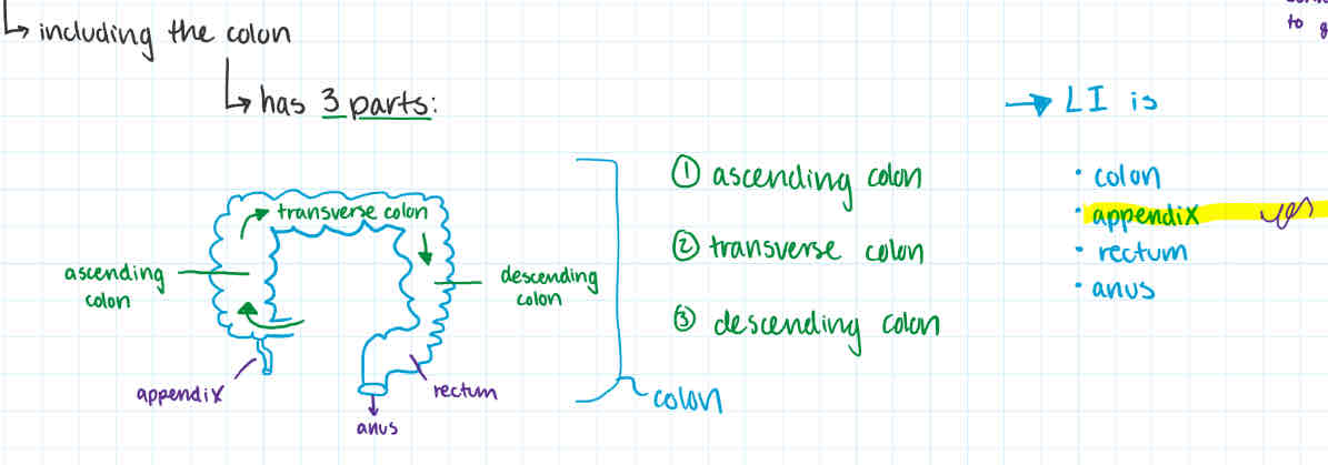 <p>-functions:</p><ul><li><p>absorbs water + any soluble nutrients</p></li><li><p>stores non-digestible material unit until is defeated at anus</p></li></ul><p>-process</p><ul><li><p>when acid chyme first enters LI, it encounters the <strong>appendix</strong></p><p>→ function of organ not clear, + subject to inflammation (appendicitis)</p></li><li><p><u>peristalsis</u>, which began in esophagus occurs along the entire digestion tract</p><ul><li><p>moving it along</p></li></ul></li><li><p>poops</p></li></ul><p></p>