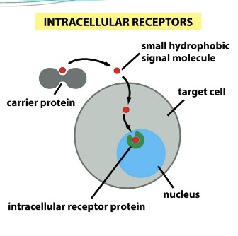 <p>Intracellular receptor: remains inside the cell</p><p><span style="font-family: Arial">ligand binding induces gene transcription (aka ligand-activated transcription factor)</span></p>