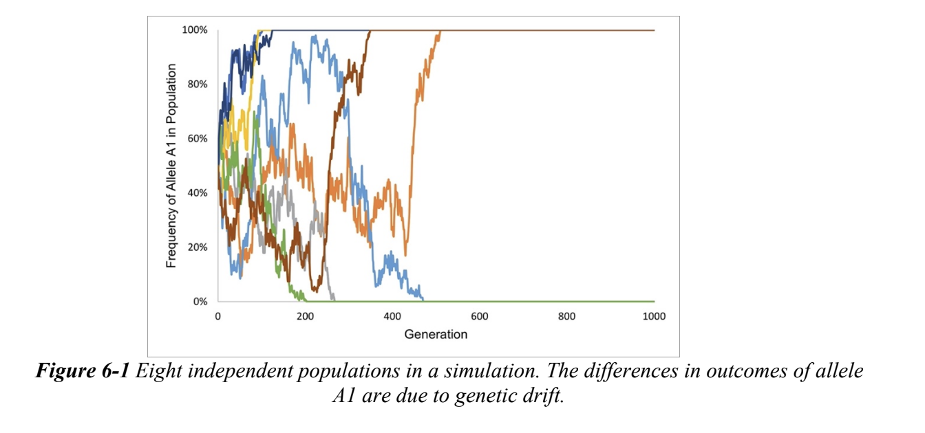 <p>random change in allele frequencies in a pop. over time</p><p>allele frequencies are always changing</p><p>two alleles with equal fitness and each with a frequency of 0.5—&gt; 50% chance of going to fixation</p><p>can overcome directional selection when allele starts at a lower frequency and pop. is small</p><p></p>
