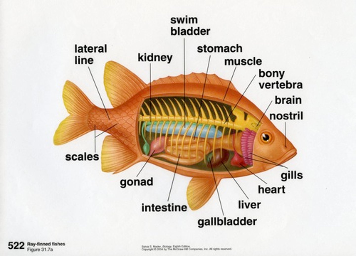 <p>lack of connection to the gut</p><p>have a gas gland to deliver air to gut via blood vessels</p><p>have a muscular sac called ovale</p><p>to off gas constrictor muscle opens bladder to ovale which is surrounded by blood vessels and gas moves to blood from ovale</p>