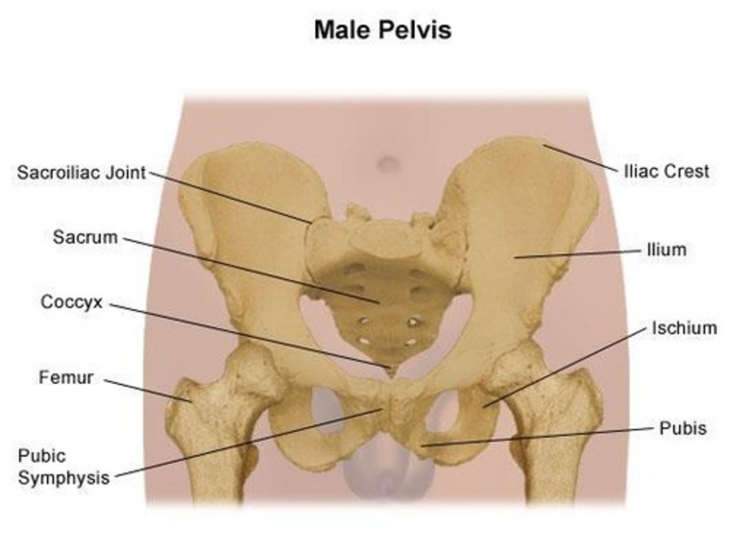 <p>The female pelvis is wider because the wings of the ilia are more open.</p>