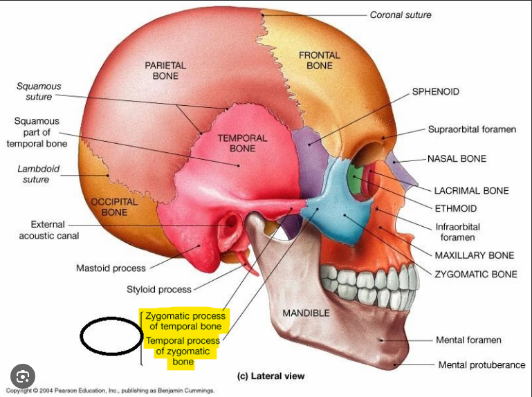 <p>Formed from the temporal process of the zygomatic bone and the zygomatic process of the temporal bone </p>