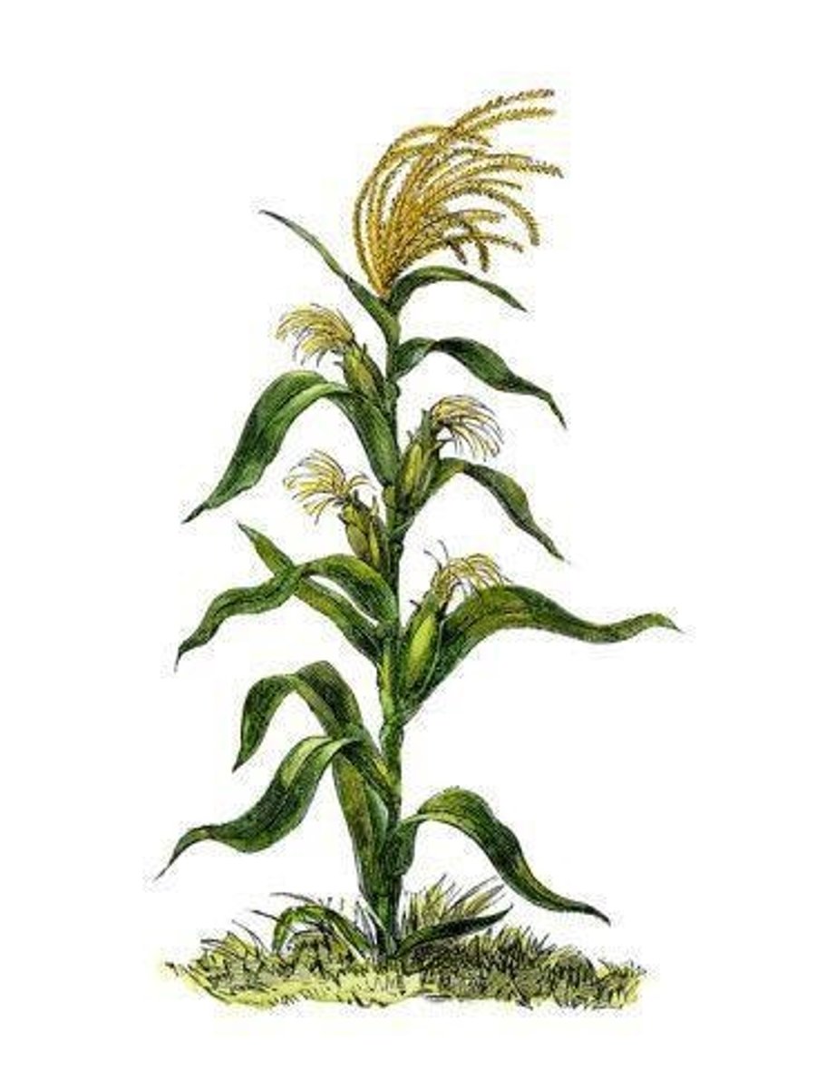 <p>Corn (Zea mays) is an example of a monoecious plant.</p>